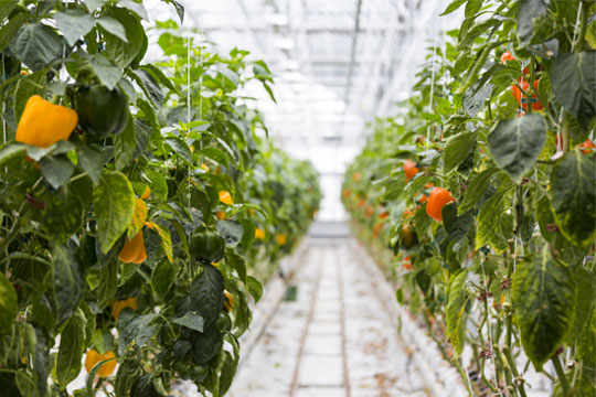 Inside of Lufa Farms, vegetable plants cleanly lined up