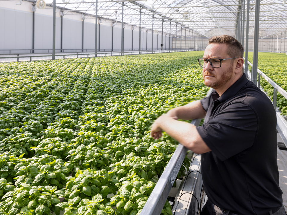 Charles Verdy contemplating herb field in greenhouse